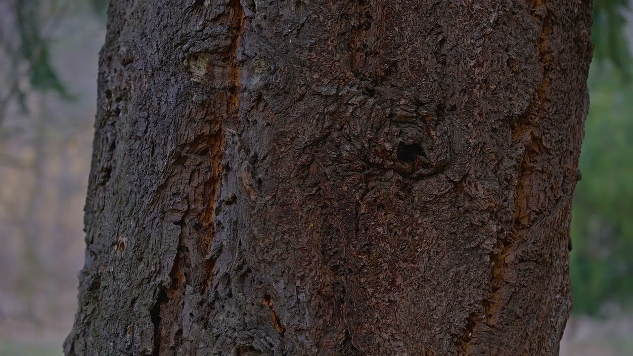 Jar v Smoleniciach 2022